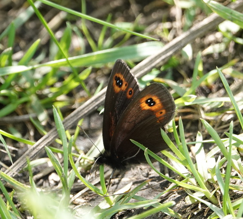 očkáň prstovkový (Erebia medusa)