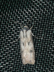 Agrotis malefida