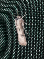 Agrotis malefida