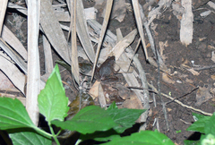 Microhyla berdmorei