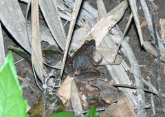 Microhyla berdmorei