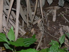 Microhyla berdmorei