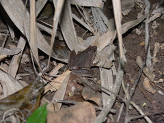 Microhyla berdmorei