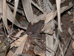 Microhyla berdmorei