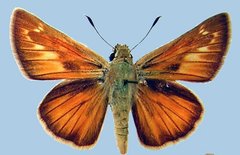 Ochlodes yuma scudderi