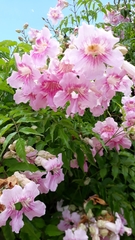 Podranea