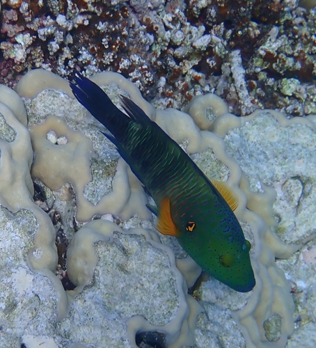 Cheilinus lunulatus