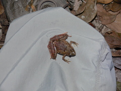 Microhyla berdmorei