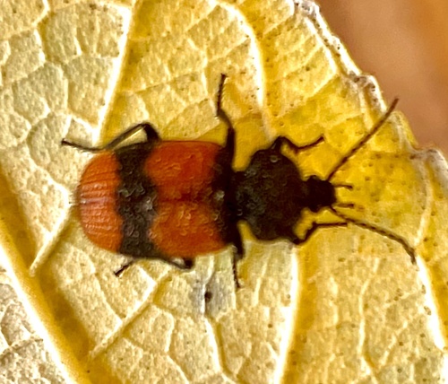 Panagaeus sallei
