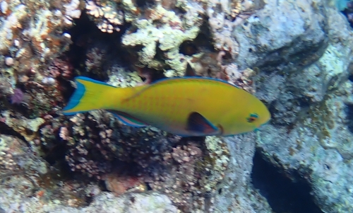 Chlorurus gibbus