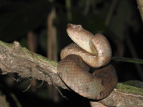 Photo of a Ashy Pit-viper (Craspedocephalus puniceus)