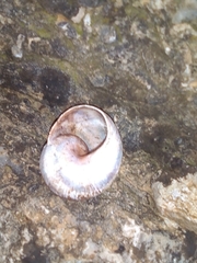 Helix albescens