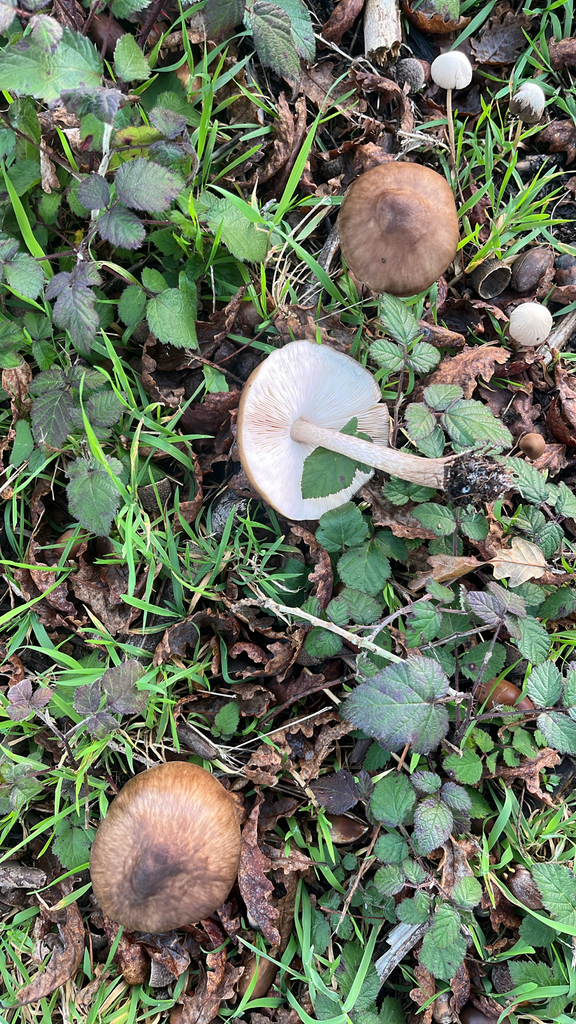 Pluteus cervinus · November 2025 · photo: © daniel_castanhal (iNaturalist, cc-by)