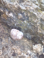 Helix albescens