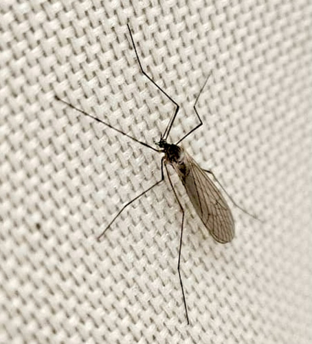 Unknown species found near Washington County, US-PA, US