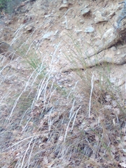 Achnatherum bromoides
