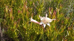 Gladiolus angustus