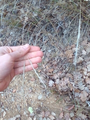 Achnatherum bromoides