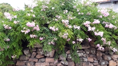 Podranea