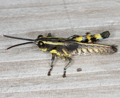 Traulia ornata iriomotensis