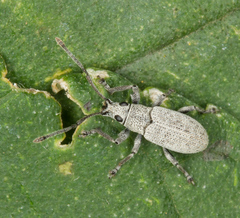 Myllocerina