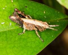 Traulia ornata iriomotensis