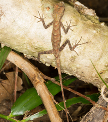 Diploderma polygonatum