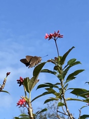 Asbolis capucinus