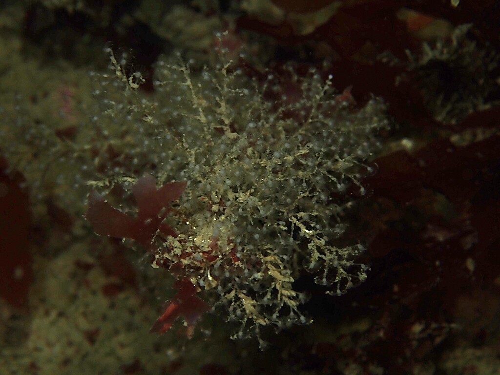 annulate stickhydroid