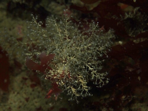 annulate stickhydroid