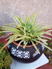 Chlorophytum comosum
