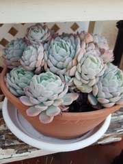 Echeveria elegans