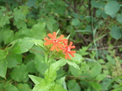 Silene chalcedonica