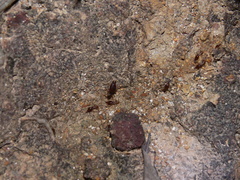 Macrotermes annandalei