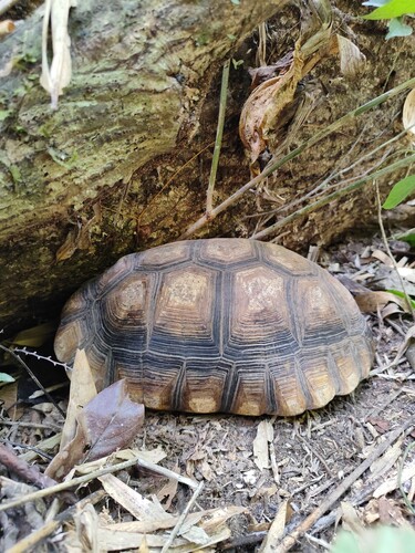 Brazilian Giant Tortoise