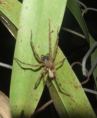 Megalostrata
