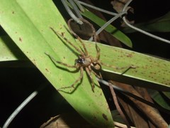 Megalostrata