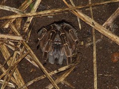 Aphonopelma seemanni