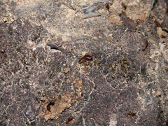 Macrotermes annandalei