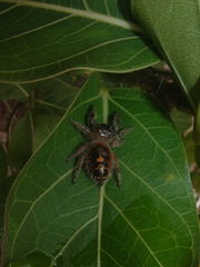 Phidippus bidentatus