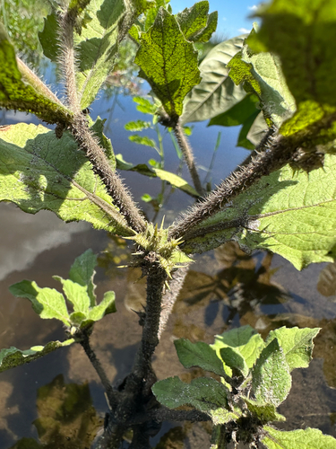 Hispid starbur (Acanthospermum hispidum)