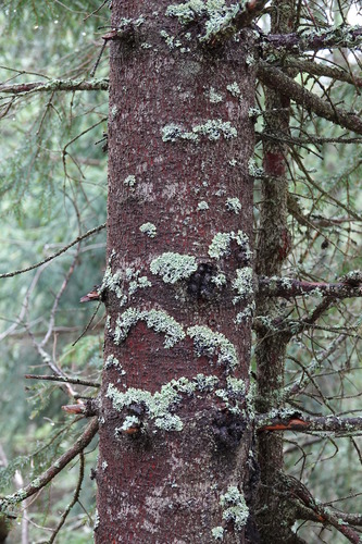 diskovka bublinatá (Hypogymnia physodes)