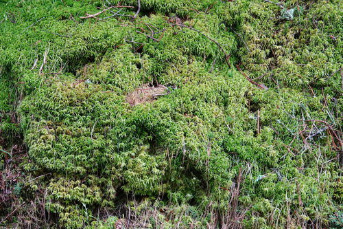 Rašelinník (Sphagnum)