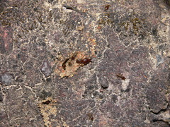 Macrotermes annandalei