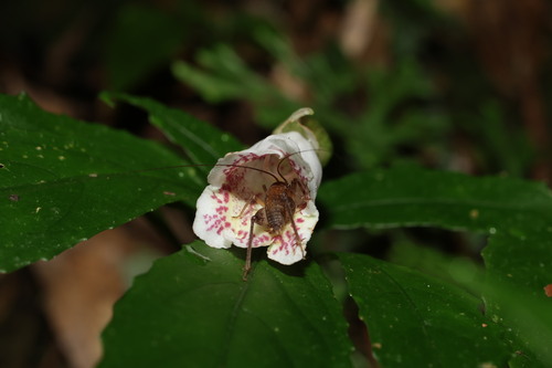 Hemiboea bicornuta iNat (1)