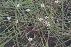 Ranunculus longirostris