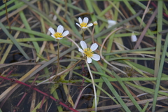 Ranunculus longirostris