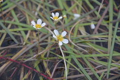 Ranunculus longirostris