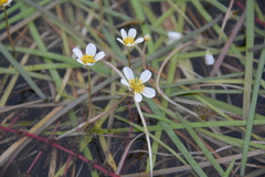 Ranunculus longirostris