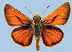 Ochlodes yuma scudderi